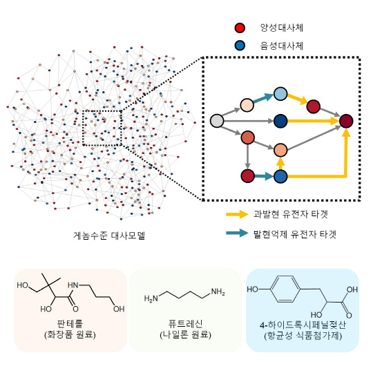 KAIST는 미생물 세포공장을 적은 비용으로 빠르고 효율적으로 구축할 수 있는 '아이브릿지' 시뮬레이션 프로그램을 개발했다. 사진은 아이브릿지를 활용해 생산한 유용한 화합물  KAIST 제공